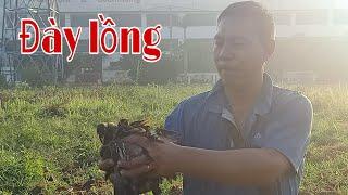 Trúng bầy sáo khủng|dẹnvlog