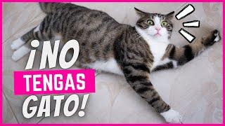 No tengas un gato hasta que hayas visto este vídeo