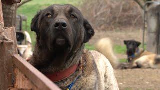 KARAKAFA DEV ÇOBAN KÖPEKLERİ / KARA KIRÇIL KANGAL MELEZLERİ / TÜRKİYE'NİN GİZLİ HAZİNELERİ KÖPEKLER