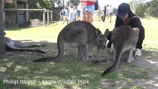 Melbourne Must Do Package - Great Ocean Road | Phillip Island | Eureka Skydeck