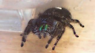 Brittany, the Jumping Spider, Studies Her New Home