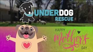 Underdog Rescue - Happy (Foster) Mother's Day!