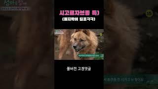 시고르자브종 특 #shorts I 섬마을할매 시즌 1 초도편