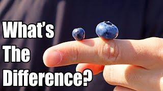 BILBERRY - How European Blueberries are Different than American Blueberries - Weird Fruit Explorer