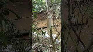 IKAN SELUANG BABON DI PEDALAMAN HUTAN KALIMANTAN