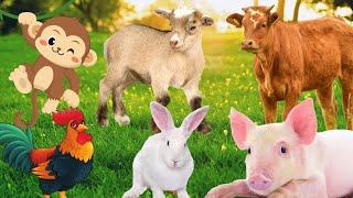 Fun animals, have fun with animals: Monkey, Chicken, Rabbit, Pig, Goat,...