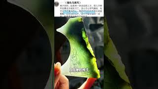 （3）你们也想做翡翠掛件嗎，快告訴桃桃吧！#翡翠掛件 #翡翠雕刻