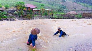 The Terrible Devastation of Typhoon YAGI, Farms against floods, Harvesting sweet potatoes for sale