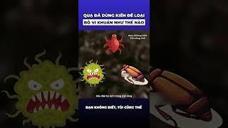 Quạ đã dùng kiến để loại bỏ vi khuẩn như thế nào