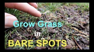 How to seed BARE SPOTS in your LAWN