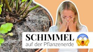 Wie werde ich Schimmel auf Pflanzen- oder Blumenerde wieder los? Die 4 besten Hausmittel!