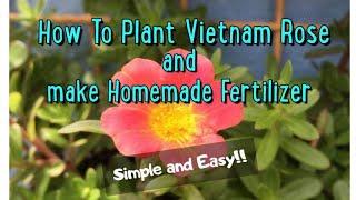 How To Plant Vietnam Rose And Make Homemade Fertilizer