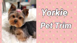 Yorkie Grooming and Trimming.