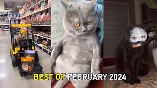 Funny and Cute Cats and Dogs Videos  - Best Funniest Animals Video February  2024  Part 22