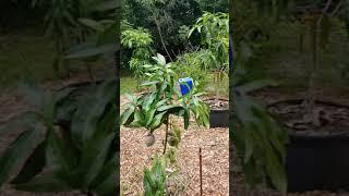 Guava mango and East Indian mango ready to pick 