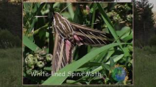 Moth Mimicry