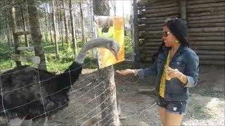 FEEDING AN OSTRICH - FUNNY MOMENT