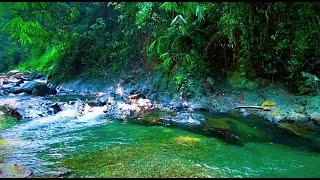 Cozy Nature River Sounds, Soothing Sounds of River Forest & Nature Sounds Lulling You, Healing mind