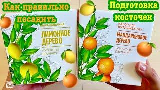 Набор для выращивания Лимонное и МандариновоедеревоКак правильно подготовить косточки?!🪴Посадка!