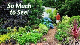 So Much Color in the Garden - In the Garden After a Quick Trip