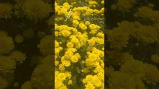 Wow so stunning chrysanthemum flowers || Home Gardening | #flowers #trendingshorts #youtubeshorts