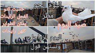 صيد اليوم  حسبت التور الطواير النقص  باع اشكد نقص عدنه وشكم فحل زايد 