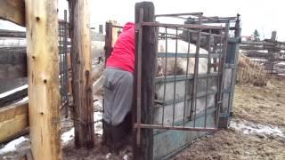 Pregnancy Checking Heifers & Bull Ring