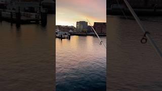 Рыболовные будни #fishing #рыбалка2025 #рыбалка #рыбалканаозере #балтийскоеморе #морскаярыбалка #рыб