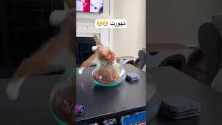 كتمه 