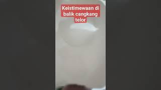 Cangkang Telor Istimewa #shorts #telorrebus #telorasin #telormatasapi #cangkangtelur #luarbiasa