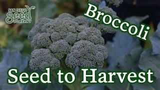 8 MUST-KNOW Tips For The Best Broccoli & Succession Planting Advice