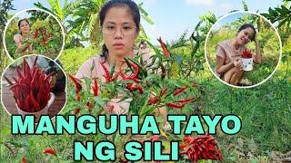 HARVESTING CHILI  | YSELLE GAGARIN