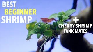 Best Beginner Shrimp | Cherry Shrimp Tank Mates