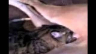 Собака приняла котенка, как щенка