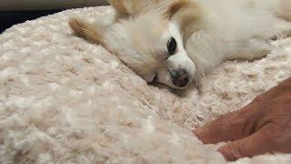 Peluche Plush Cuddle Cloud Dog Beds & Blankets - Fawn Rose Petal