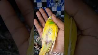 Mini vlogs with bird's  #birds #birdslover #shortsfeed #minivlog