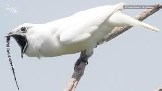 Listen to the Loudest Bird on Earth Scream at Potential Mates