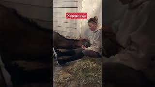 как спать в кайфе #постойлошадей #кінніпрогулянки #школаверховойезды #horse #animal