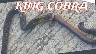 Ang bangis ng king cobra