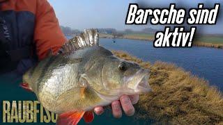 Wir fangen fette März-Barsche mit Twitchbaits!