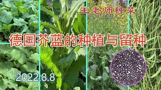 王老师种菜：德国芥蓝的种植和留种