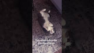 Cute video of my cat 