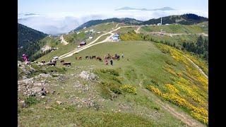 Yayla göçleri