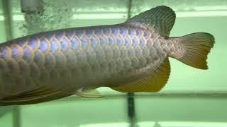 Malaysian Golden Golden Head