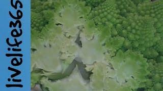 What is Romanesco?