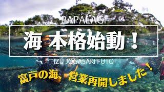 【ダイビング】富戸ダイビングサービス営業再開！パパラギの海も本格始動、海中は相変わらずの素晴らしさ！