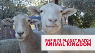 The Wildlife Express Train To Conservation Station & Affection Section inside  Rafikis Planet Watch