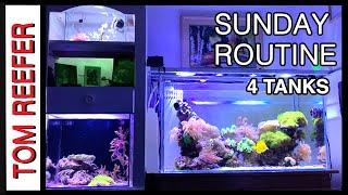 My Sunday Reef Tank Maintenance Routine (4 TANKS)