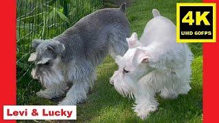 UNLEASHED! Summer '22 - Miniature Schnauzer Brothers