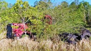 We Found a '82 KW W900 HIDING in the BUSHES!